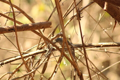 Polioptila albiloris