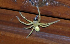 Neosparassus salacius