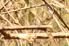 Polioptila albiloris