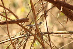 Polioptila albiloris