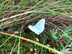 Geometra papilionaria