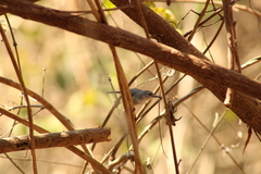 Polioptila albiloris