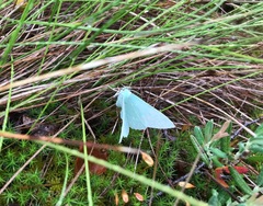 Geometra papilionaria