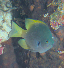 Pomacentrus nigromarginatus