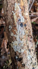 Agaricomycetes