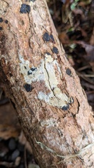 Agaricomycetes
