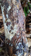 Agaricomycetes
