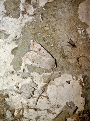 Caradrina kadenii