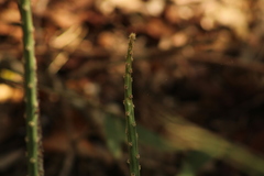 Acanthocereus fosterianus