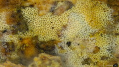 Agaricomycetes