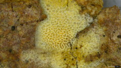 Agaricomycetes