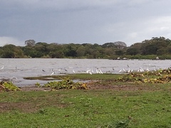Ardea alba