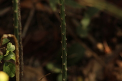 Acanthocereus fosterianus