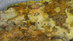 Agaricomycetes