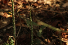 Acanthocereus fosterianus
