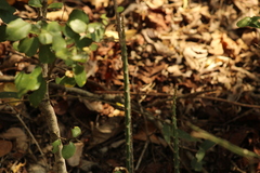 Acanthocereus fosterianus