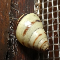 Drymaeus rufolineatus