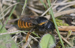 Osmia bicolor