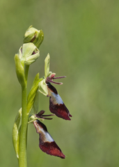 Ophrys insectifera