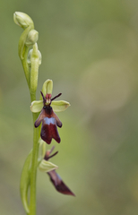 Ophrys insectifera