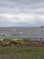 Ardea alba