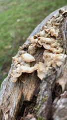 Ductifera pululahuana