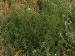 Bassia