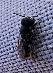 Megachile ferox