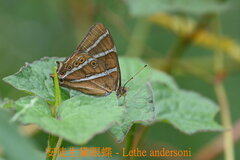 Lethe andersoni