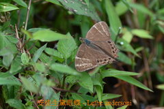 Lethe andersoni