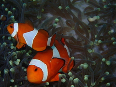 Amphiprion ocellaris
