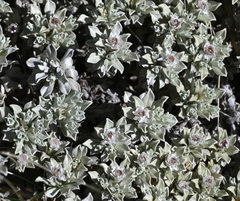 Ewartia nubigena