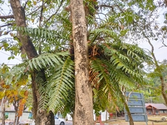 Drynaria quercifolia