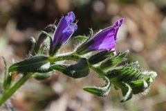 Echium vulgare pustulatum