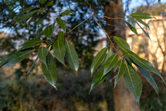 Quercus myrsinifolia