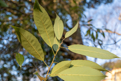 Quercus myrsinifolia