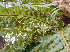 Drynaria quercifolia