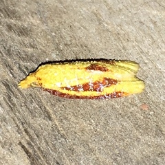 Sparganothis bistriata