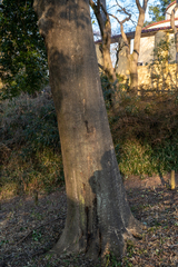 Quercus myrsinifolia