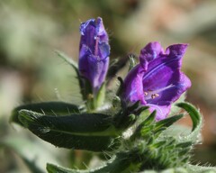 Echium vulgare pustulatum