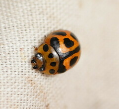 Peltoschema oceanicum