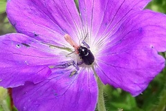 Cryptocephalus violaceus