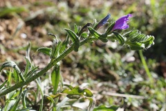 Echium vulgare pustulatum
