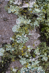 Candelaria concolor