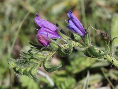 Echium vulgare pustulatum