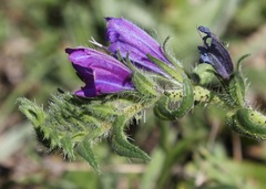 Echium vulgare pustulatum