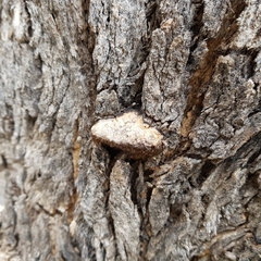 Hexagonia vesparia