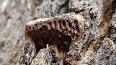 Hexagonia vesparia