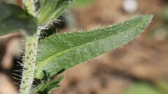 Echium vulgare pustulatum