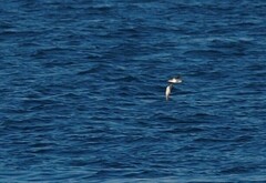 Puffinus mauretanicus